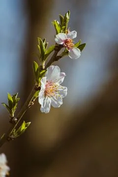 Almond tree branches full of white blossoms in spring Stock Photos