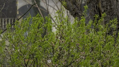 Almond tree branches swaying under raindrops 4k slow motion Stockbeeldmateriaal 332527268