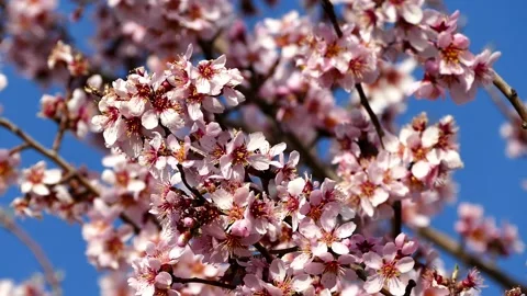 Almond tree close-up, almond tree flowers, blooming in spring Video stock 131883643