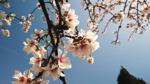 Almond tree close-up, flowering fruit trees, Stock Footage 111931137