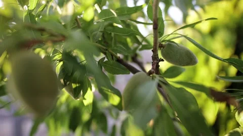 Almond tree close up with fruit hanging . Growing a harvest. Gardening concept Stock Footage 201330148