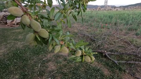 An almond tree close up with fruit hanging Stock Footage 245899081