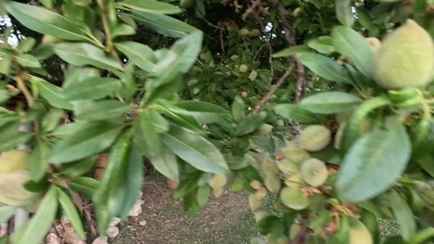 An almond tree close up with fruit hanging  Stock Footage 245899322