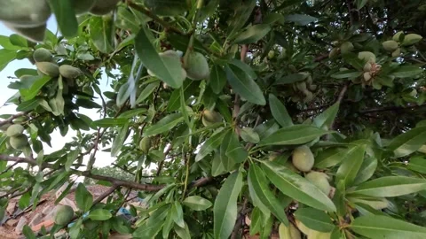 An almond tree close up with fruit hanging  動画素材 245899394