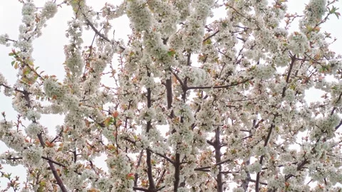 ALMOND TREE WITH CLOUDY SKY TILT UP Video stock 281496799