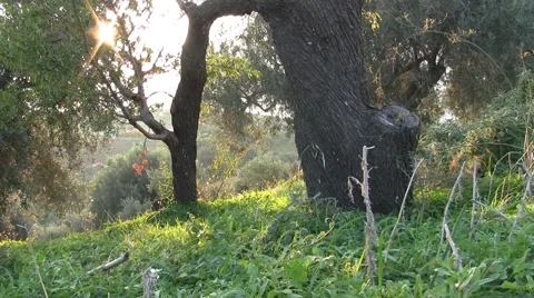 Almond tree  with clovers Stock Footage 46097469
