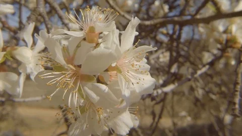 Almond tree flower close up Stock Footage 103473422