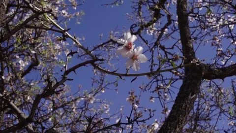 Almond tree flower Stock Footage 276104106