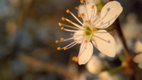 Almond tree flower macro shot under afternoon light in 4K Stock Footage 125580654