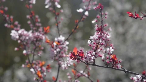 Almond tree flowered at the end of winter Stock Footage 73503641