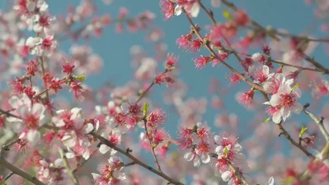 Almond tree flowered at the end of winter Stock Footage 73503679
