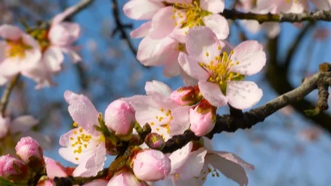 Almond tree flowers blooming Stock Footage 124775432