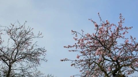 Almond tree flowers blooming Stock Footage 124775772