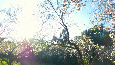 Almond tree flowers blooming Stock Footage 125343140