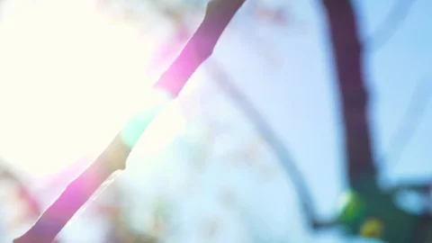 Almond tree flowers blooming Stock Footage 125345543