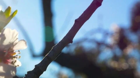 Almond tree flowers blooming Stock Footage 125345558