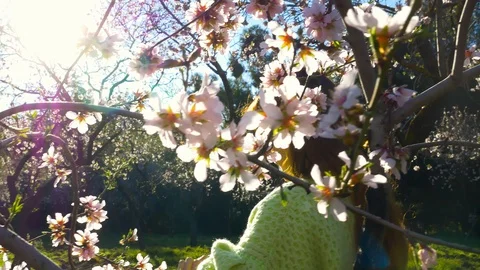 Almond tree flowers blooming Stock Footage 125345568