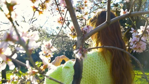 Almond tree flowers blooming Stock Footage 125345582