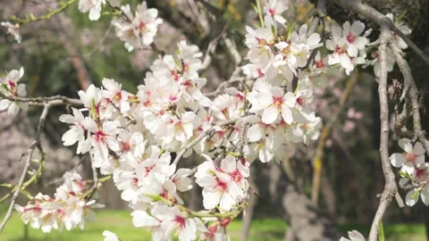 Almond tree flowers blooming in spring Stock-Footage 329791018