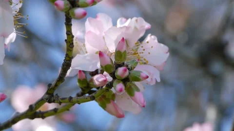 Almond tree flowers Stockbeeldmateriaal 7751370