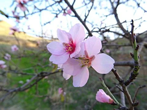 Almond tree flowers Stock Photos