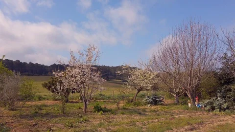 Almond tree with flowers at spring Stock Footage 129423630