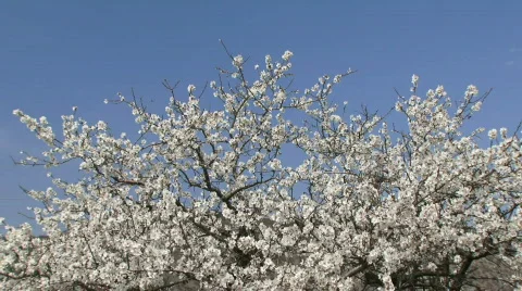 Almond tree Stock Footage 805939