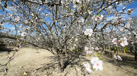 Almond tree Stock Footage 21320474