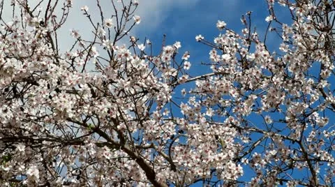Almond tree 스톡 동영상 21413751