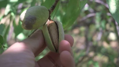Almond on tree Stock Footage 94383860