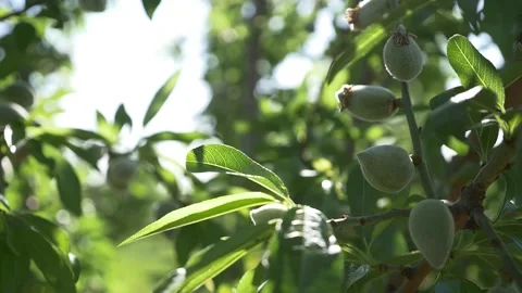 Almond Tree Video stock 202655547