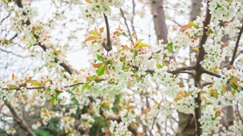 ALMOND TREE FRUIT CLOSE UP  WITH CLOUDY SKY TILT UP Video stock 281495106