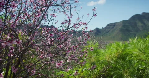 Almond tree in full bloom in mountain landscape of Teide National Park on Stock Footage 233428889