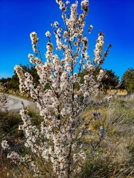 Almond tree in full bloom Stock Photos