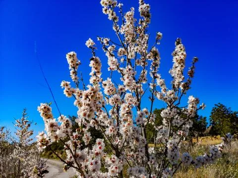 Almond tree in full bloom Stock Photos