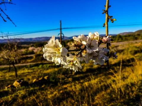 Almond tree in full bloom Stock Photos
