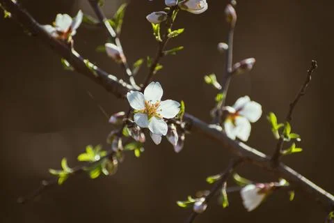 Almond tree in full bloom Stock Photos
