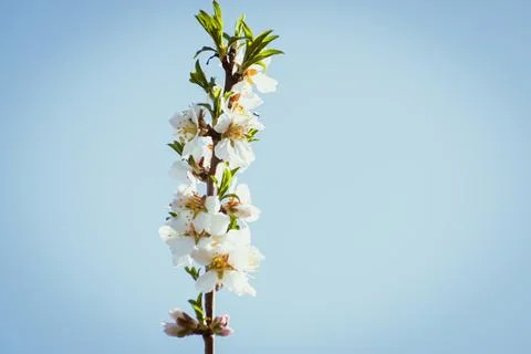 Almond tree in full bloom Stock Photos