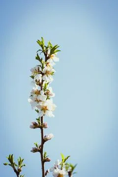 Almond tree in full bloom Stock Photos