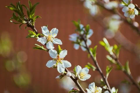 Almond tree in full bloom Stock Photos