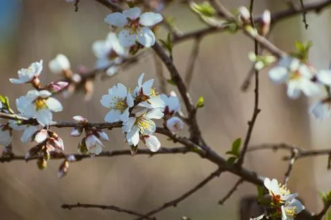 Almond tree in full bloom Stock Photos