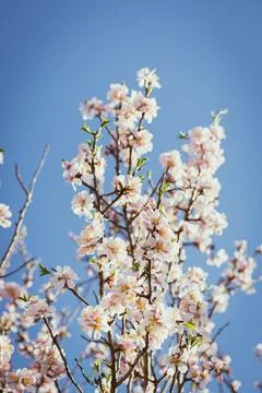 Almond tree in full bloom Stock Photos