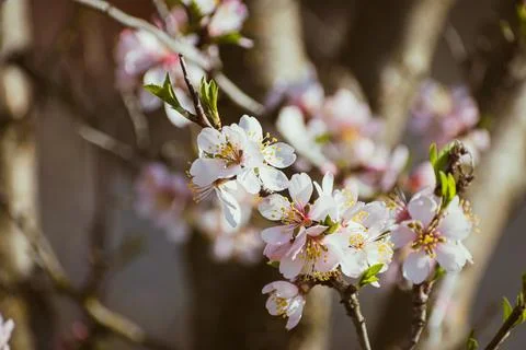 Almond tree in full bloom Stock Photos
