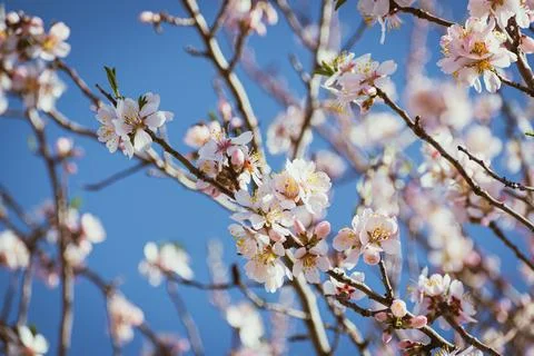 Almond tree in full bloom Stock Photos
