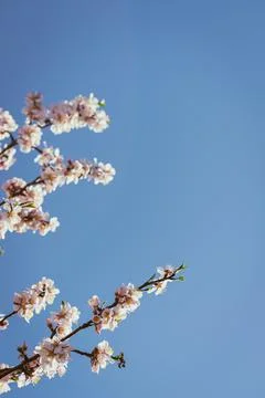 Almond tree in full bloom Stock Photos