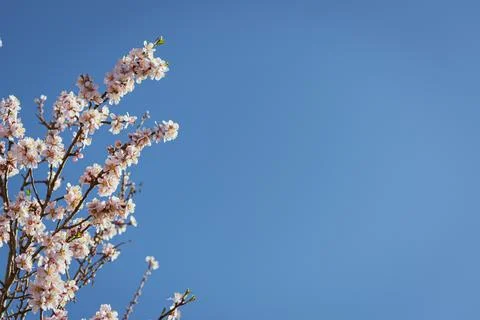 Almond tree in full bloom Stock Photos