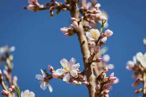 Almond tree in full bloom Stock Photos