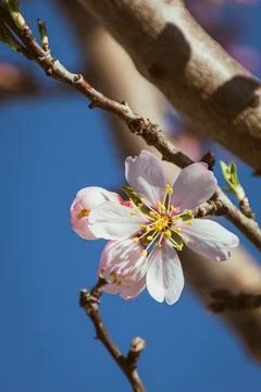 Almond tree in full bloom Stock Photos