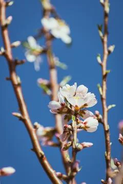 Almond tree in full bloom Stock Photos