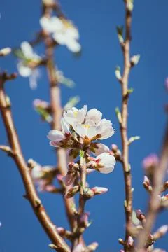 Almond tree in full bloom Stock Photos
